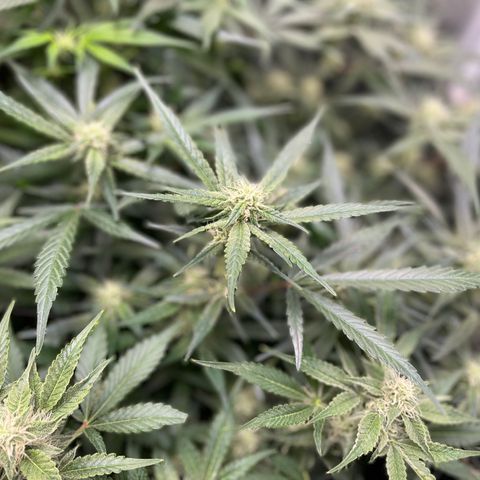 Cinderella #1 growlog timeline photo