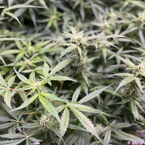 Do-Si-Dos #1 growlog timeline photo