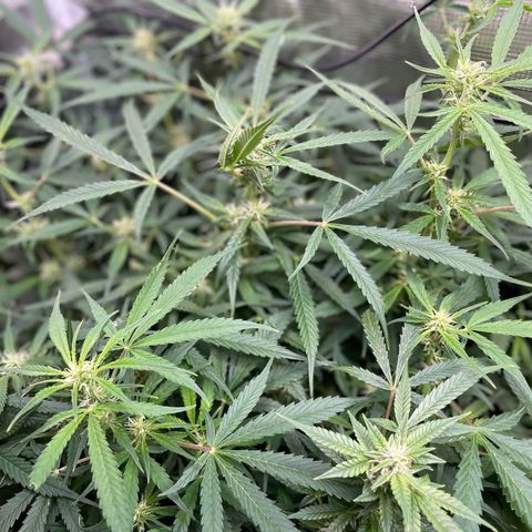 Moonshine Cookies growlog timeline photo