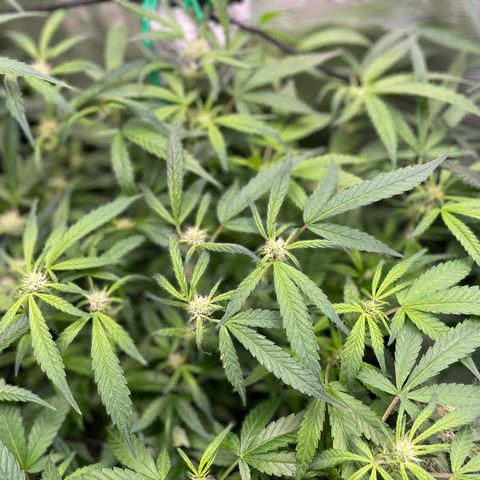 Bruce Banner #1 growlog timeline photo