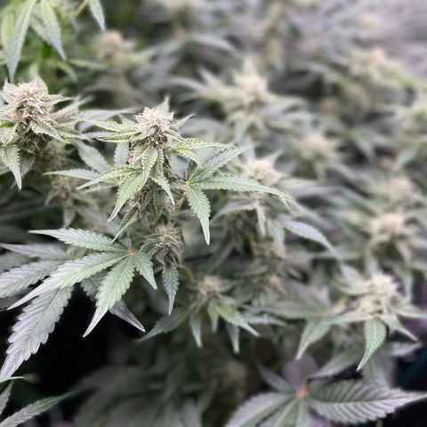 Growlog-Zeitleistenfoto von White Widow #1