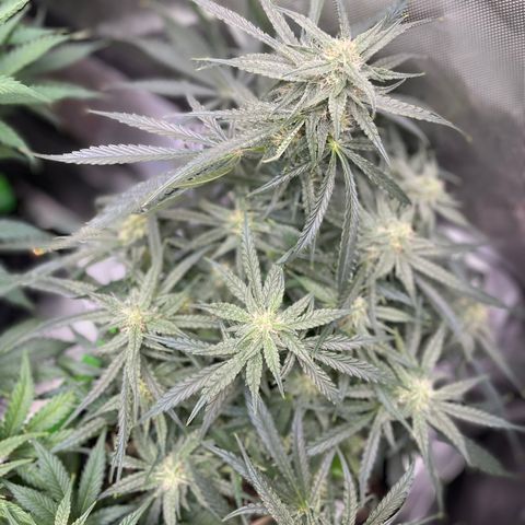 White Widow #2 growlog timeline photo