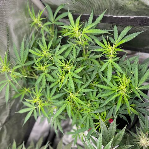 Milky Way - Variegated growlog timeline photo