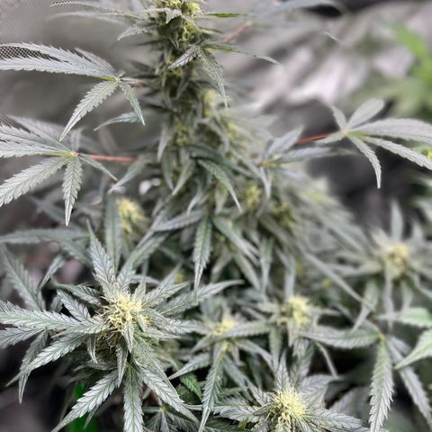 Sexxpot #1 growlog timeline photo