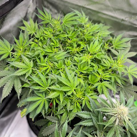 Blue Knight #1 growlog timeline photo