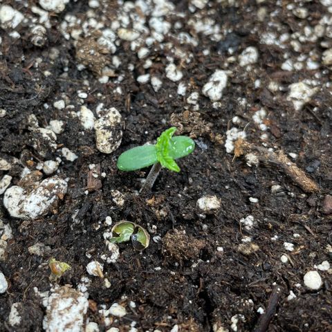 Cinderella #2 growlog timeline photo