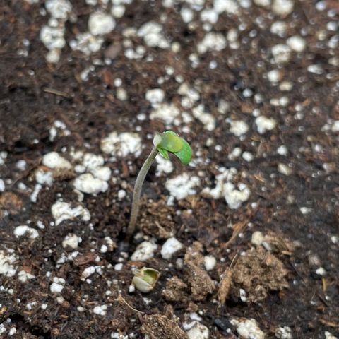 Bruce Banner #2 growlog timeline photo