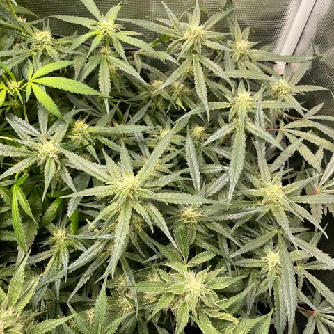Cinderella #1 growlog photo: Was left in dark 4 days by accident.