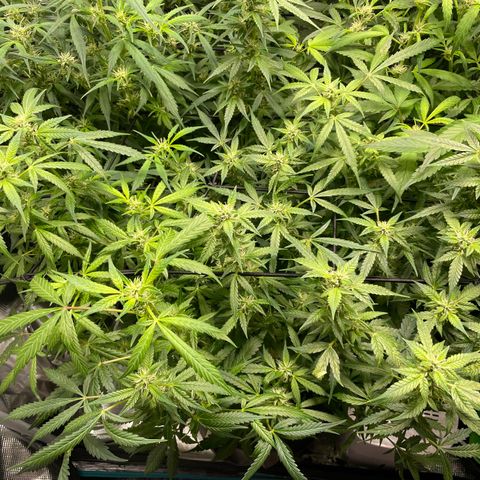 Do-Si-Dos #1 growlog photo: We had a major incident.  Our girls were left in the dark for 4 days.  We went on a short vacation and 2 hours after we left the power supply stopped working.  And for some reason our baby-sitter failed to mention it.  So we returned home to a dark tent and girls who…. Well…. Pretty much no bud development over 4 days.  So, we had a little cry and will now just see what happens.  We love our AC Infinity setup, but I guess need some way to monitor while we are not in Bluetooth range.