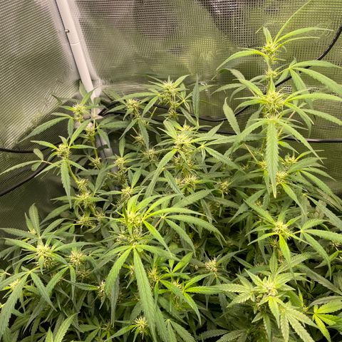 Moonshine Cookies growlog photo: We had a major incident.  Our girls were left in the dark for 4 days.  We went on a short vacation and 2 hours after we left the power supply stopped working.  And for some reason our baby-sitter failed to mention it.  So we returned home to a dark tent and girls who…. Well…. Pretty much no bud development over 4 days.  So, we had a little cry and will now just see what happens.  We love our AC Infinity setup, but I guess need some way to monitor while we are not in Bluetooth range.