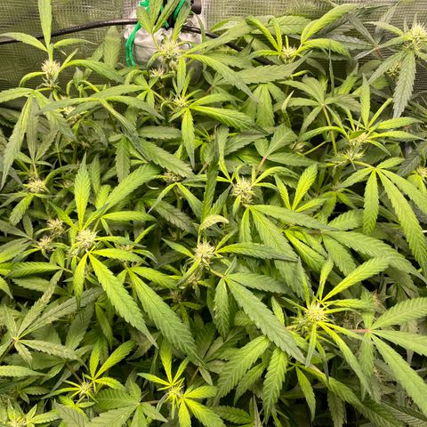 Bruce Banner #1 growlog photo: We had a major incident.  Our girls were left in the dark for 4 days.  We went on a short vacation and 2 hours after we left the power supply stopped working.  And for some reason our baby-sitter failed to mention it.  So we returned home to a dark tent and girls who…. Well…. Pretty much no bud development over 4 days.  So, we had a little cry and will now just see what happens.  We love our AC Infinity setup, but I guess need some way to monitor while we are not in Bluetooth range.