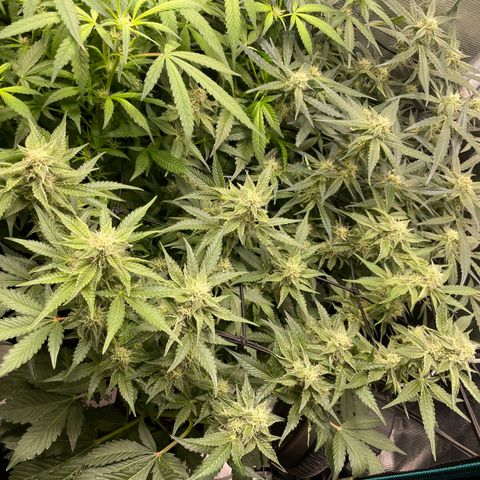 Growlog-Foto von White Widow #1: We had a major incident.  Our girls were left in the dark for 4 days.  We went on a short vacation and 2 hours after we left the power supply stopped working.  And for some reason our baby-sitter failed to mention it.  So we returned home to a dark tent and girls who…. Well…. Pretty much no bud development over 4 days.  So, we had a little cry and will now just see what happens.  We love our AC Infinity setup, but I guess need some way to monitor while we are not in Bluetooth range.
