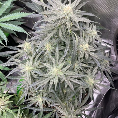White Widow #2 growlog timeline photo