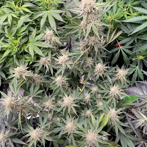 White Widow #3 growlog timeline photo