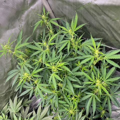 Milky Way - Variegated growlog timeline photo