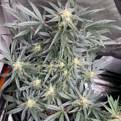Sexxpot #1 growlog timeline photo