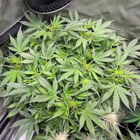 Blue Knight #1 growlog timeline photo