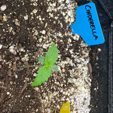 Cinderella #2 growlog timeline photo