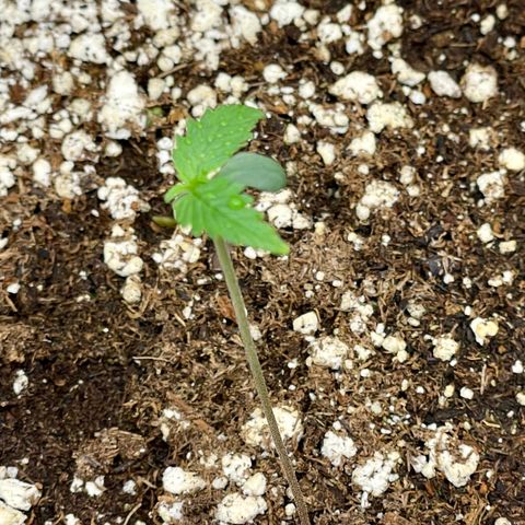 Bruce Banner #2 growlog timeline photo