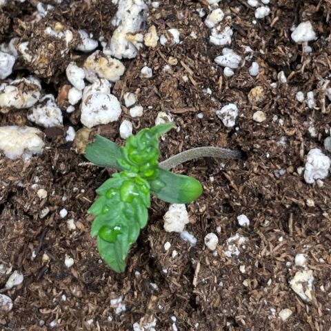 Gelato #1 growlog timeline photo