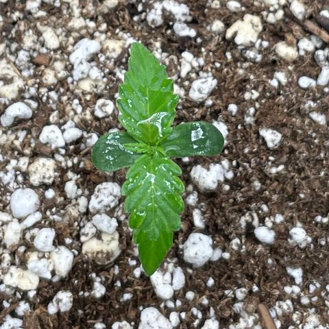 Sexxpot #2 growlog timeline photo