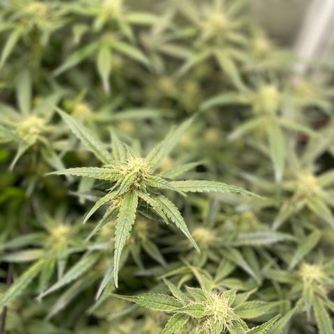 Cinderella #1 growlog timeline photo