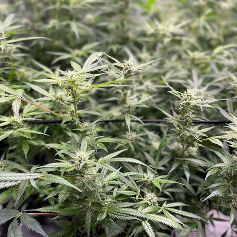 Do-Si-Dos #1 growlog timeline photo
