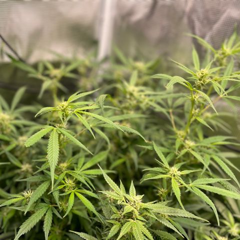 Moonshine Cookies growlog timeline photo