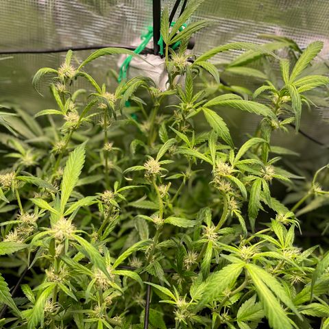 Bruce Banner #1 growlog timeline photo