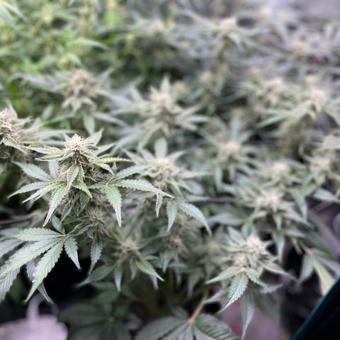 Growlog-Zeitleistenfoto von White Widow #1