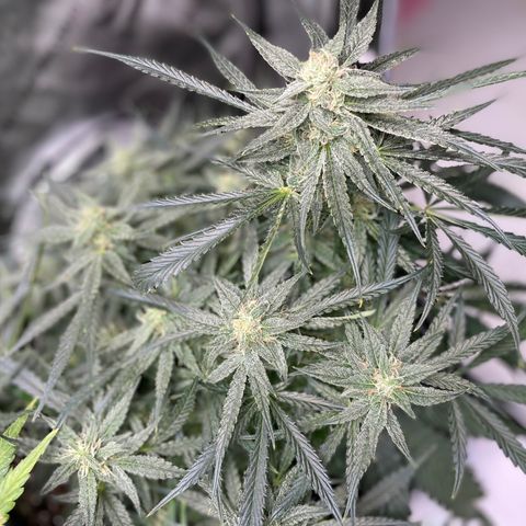 White Widow #2 growlog timeline photo