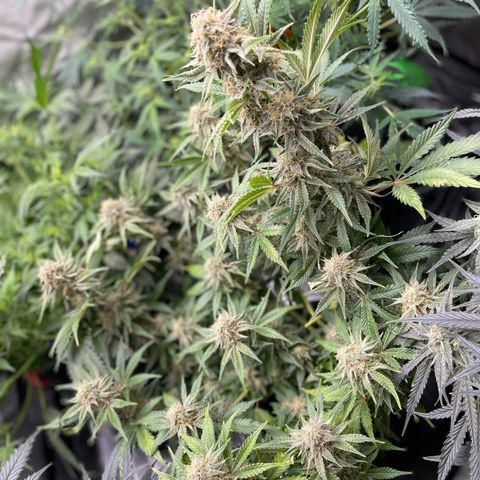 White Widow #3 growlog timeline photo