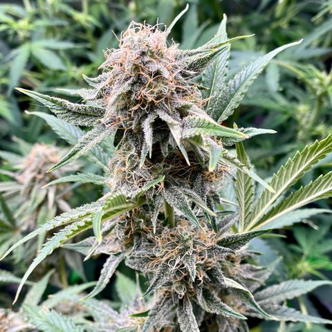White Widow #3 growlog timeline photo