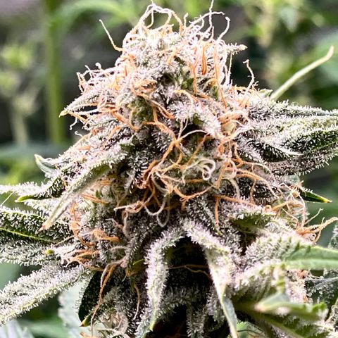 White Widow #3 growlog timeline photo