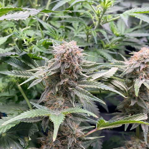 White Widow #3 growlog timeline photo