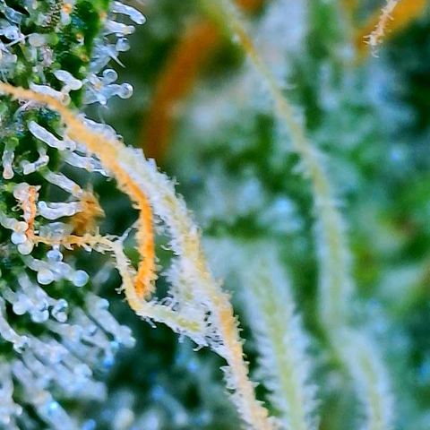 White Widow #3 growlog timeline photo