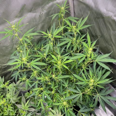 Milky Way - Variegated growlog timeline photo