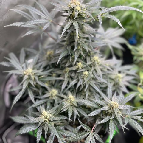 Sexxpot #1 growlog timeline photo