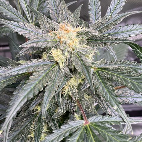 Sexxpot #1 growlog timeline photo