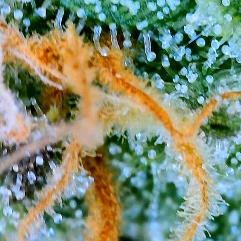 Sexxpot #1 growlog timeline photo