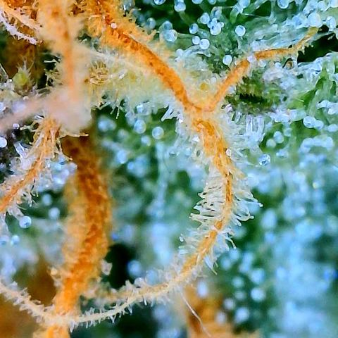 Sexxpot #1 growlog timeline photo