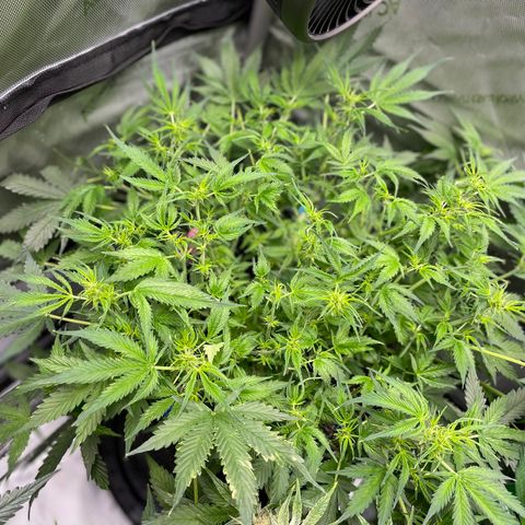 Blue Knight #1 growlog timeline photo