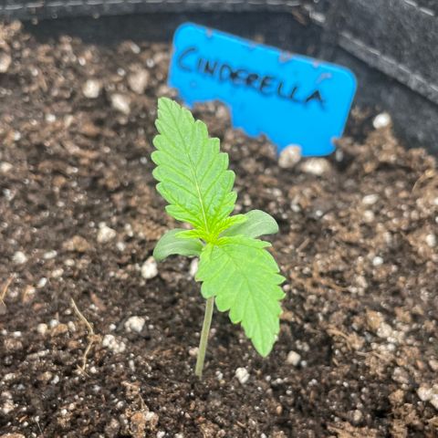 Cinderella #2 growlog timeline photo