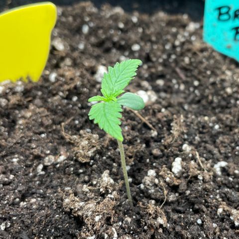Bruce Banner #2 growlog timeline photo