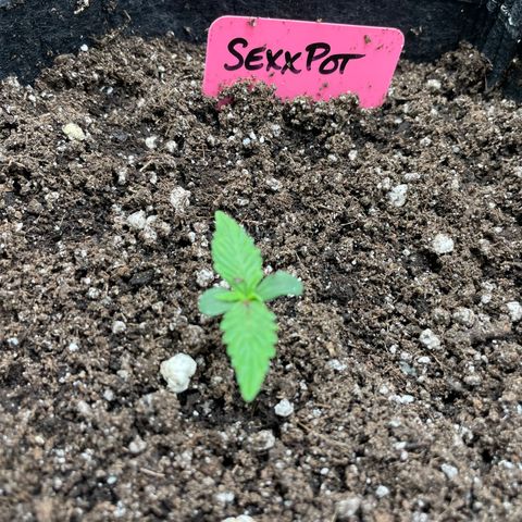 Sexxpot #2 growlog timeline photo
