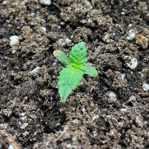Gelato #1 growlog timeline photo