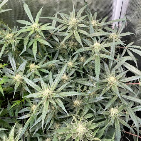 Cinderella #1 growlog timeline photo
