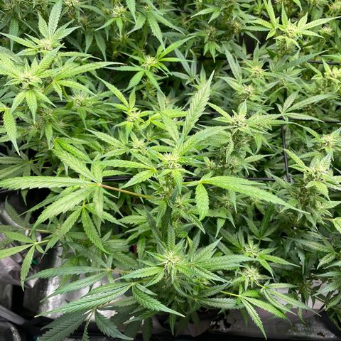 Do-Si-Dos #1 growlog timeline photo