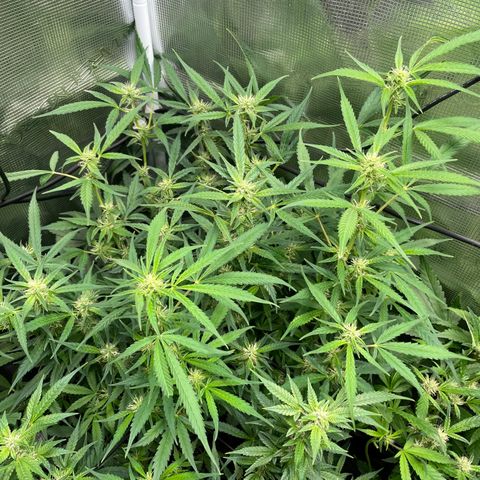 Moonshine Cookies growlog timeline photo