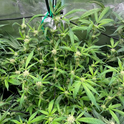 Bruce Banner #1 growlog timeline photo